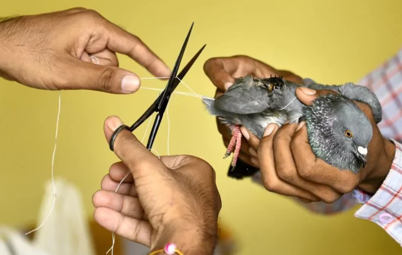 Bird Treatment (Uttarayan)