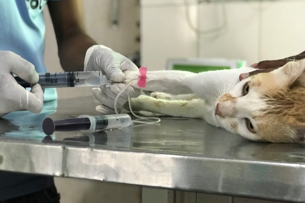 Dog Birth Control (ABC)